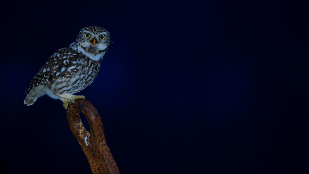La Chouette chevêche, Chevêche d'Athéna est l’un des oiseaux nocturnes qui peuplent le Parc National des Cévennes.