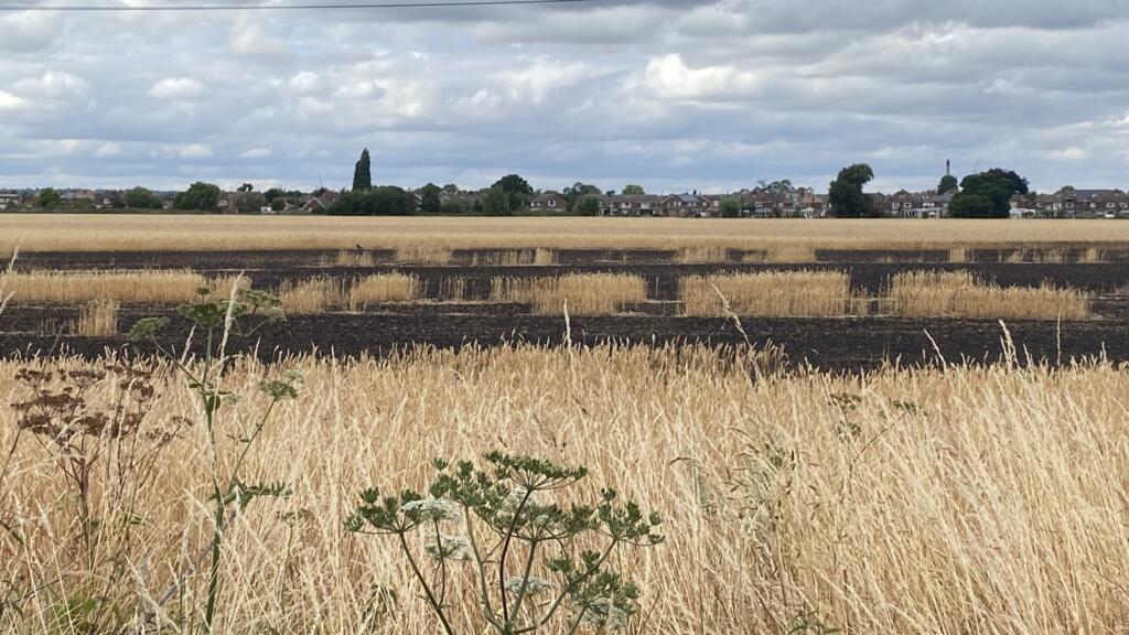 Seca e áreas queimadas em Maidenhead, no condado de Berkshire, próximo ao Castelo de Windsor, no Reino Unido.