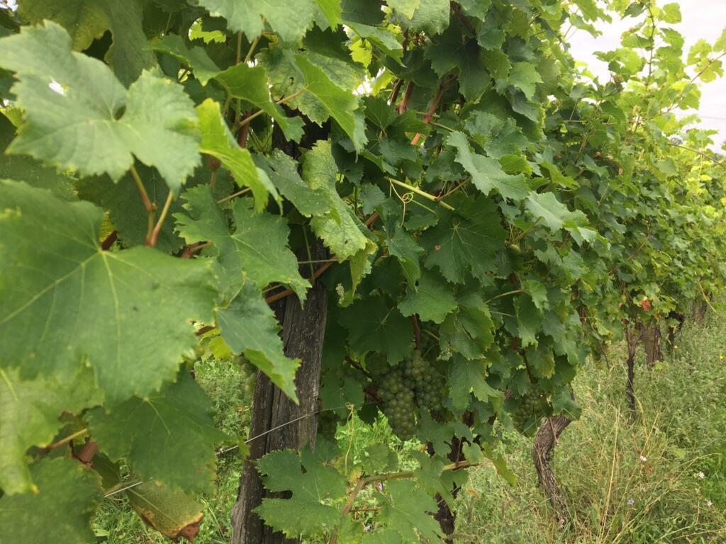 Vignes - Flaibani - Cividale - Valli del Natisone - Italia