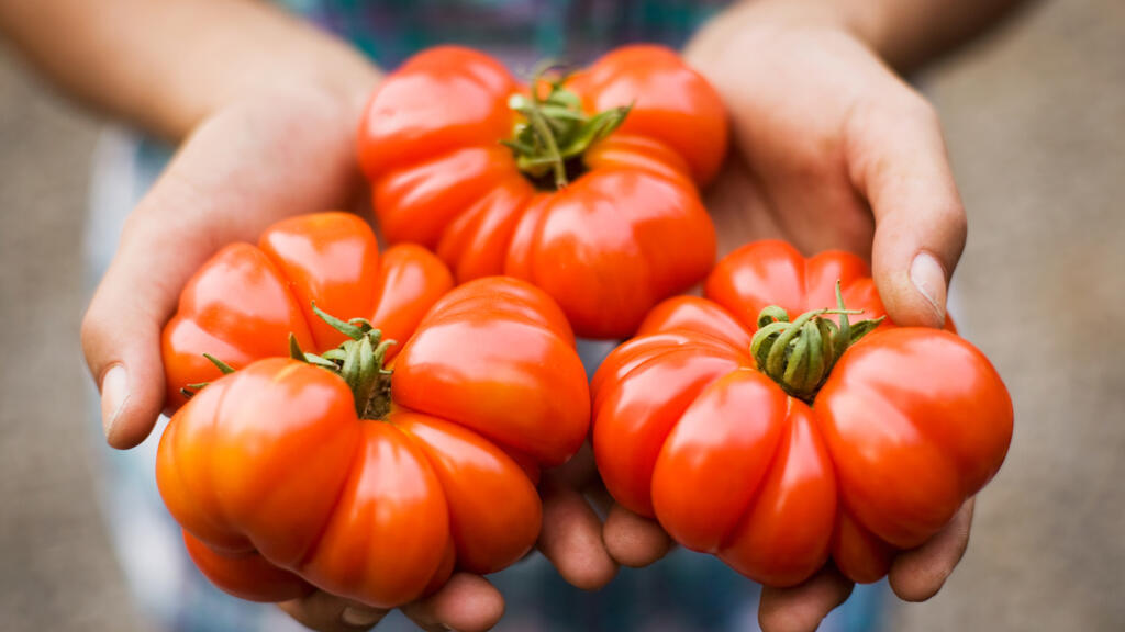 Le nouveau virus de la tomate a été détecté dans deux exploitations agricoles du Finistère, dans le nord-ouest de la France.