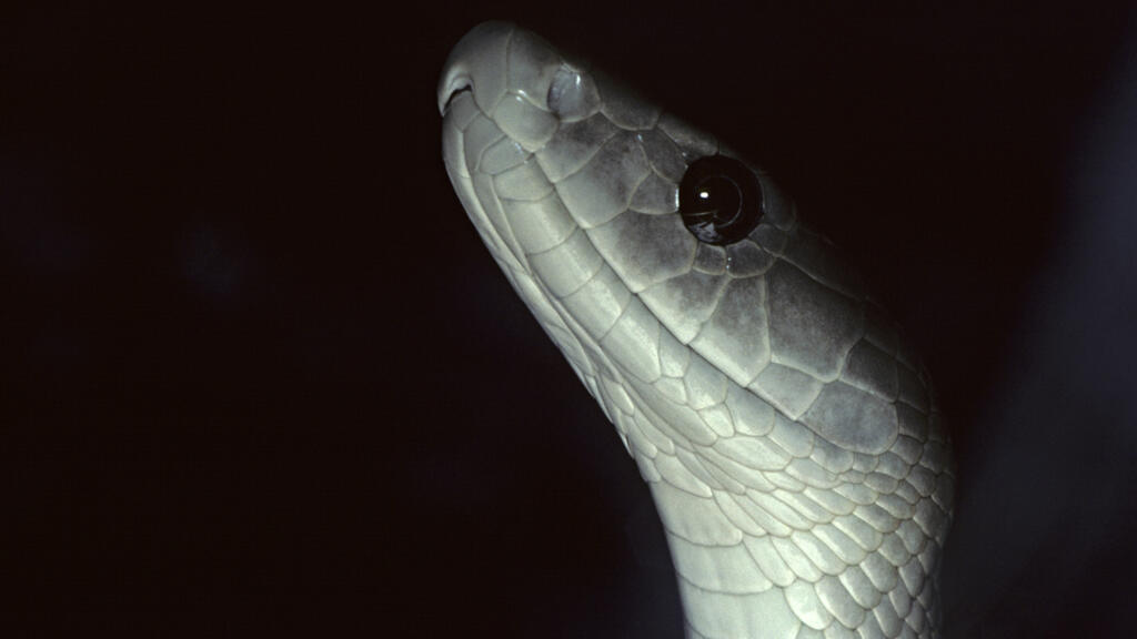 Afrique du Sud: le serpent mamba noir est un important allié pour mesurer la pollution de l'air, révèle une étude