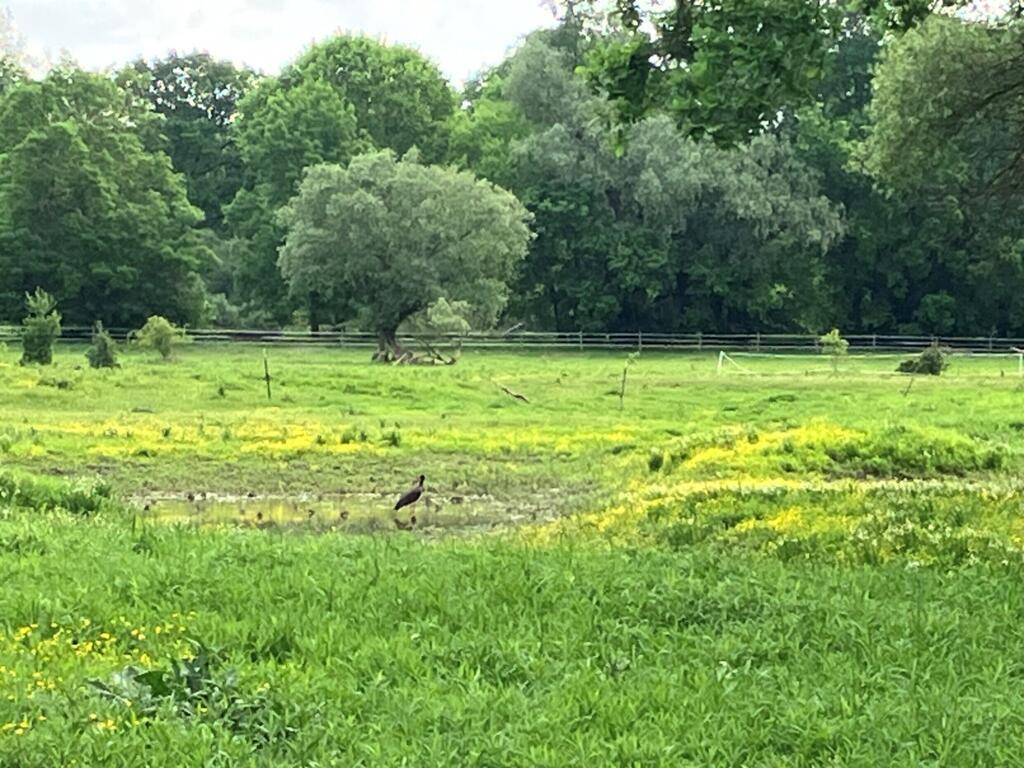 Prairie alluviale de la Morava, au sein de la réserve naturelle du WWF.
