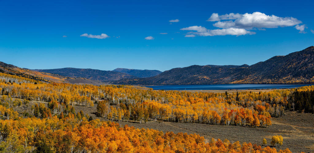 Des milliers de peupliers prennent des couleurs rouge vif, jaune et orange à l'arrivée de l'automne dans les hautes altitudes de la forêt nationale de Fishlake le 10 octobre 2023, près de la petite ville de Loa, dans l'Utah. La forêt nationale de Fishlake abrite le Pando Aspen, le plus grand organisme au monde
