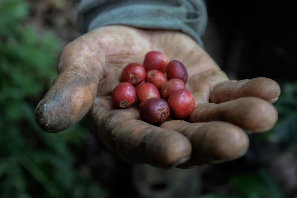 A produção de café está ligada não só ao desmatamento, como a violações de direitos humanos no Brasil, denuncia organização Coffee Watch. 