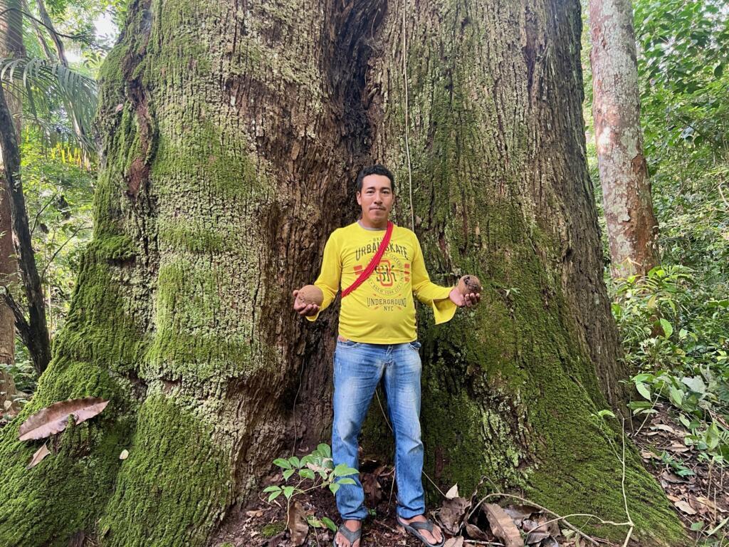 Cacique Kwain Asurini mostra ouriços de castanha vazios, após a seca recorde de 2024 na Terra Indígena Koatinemo.