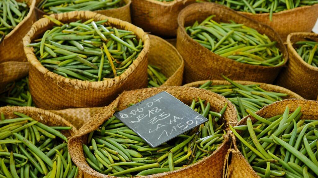 Paniers de vanille verte fraîchement récoltée à Sambava.