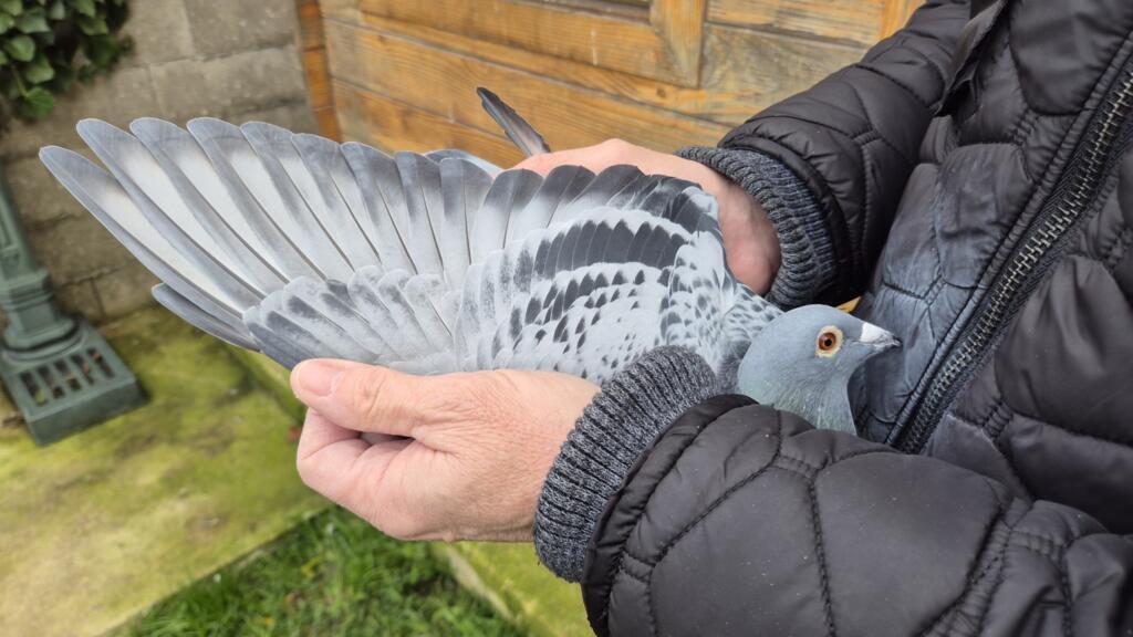 Rémi Seimpère tient dans ses mains l'un de ses champions qui s'apprête à se dégourdir les ailes.