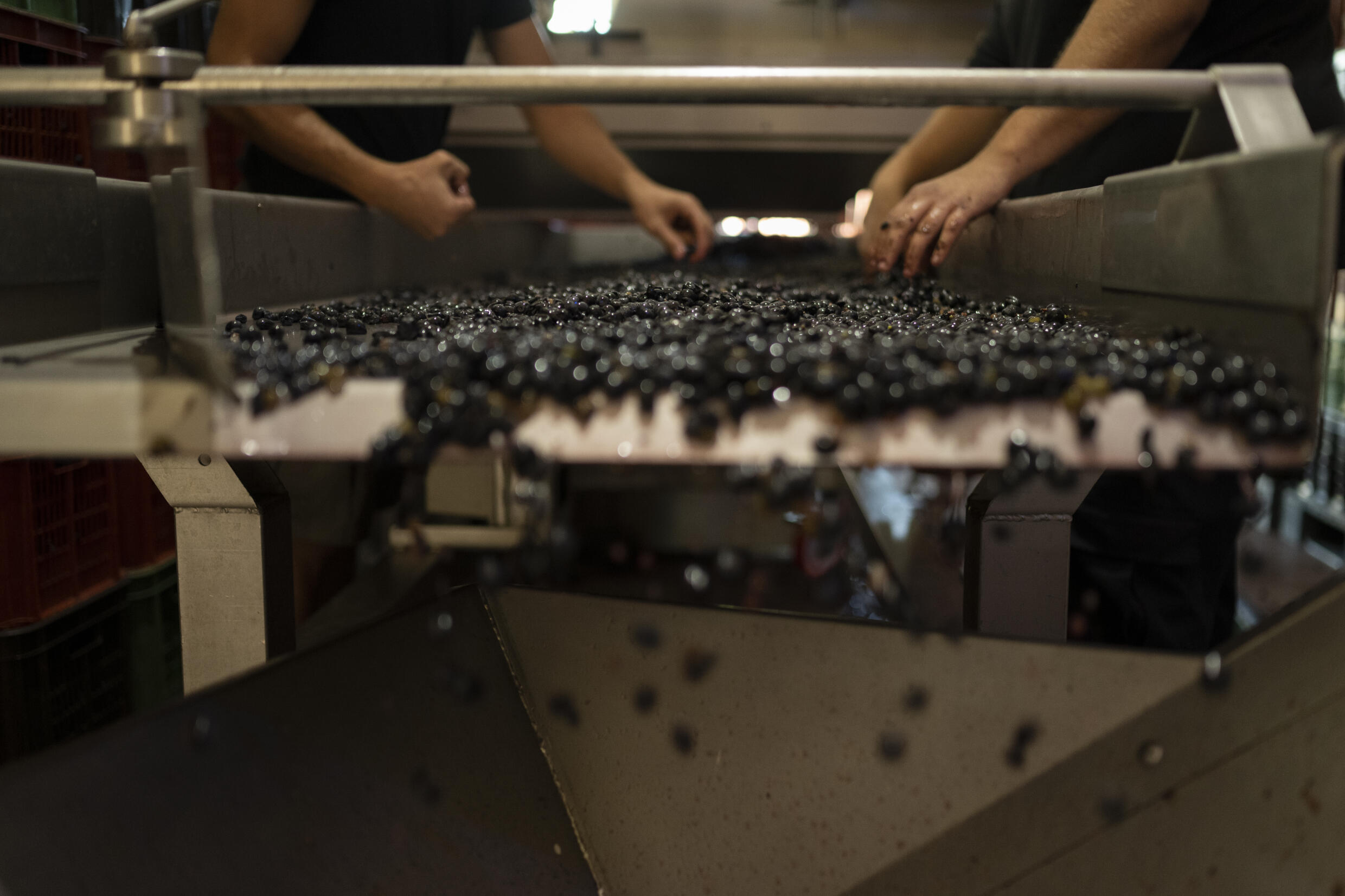 Uruguay exportó unas 4,8 millones de botellas de vino, principalmente tinto, por un valor de 18,5 millones de dólares en 2022