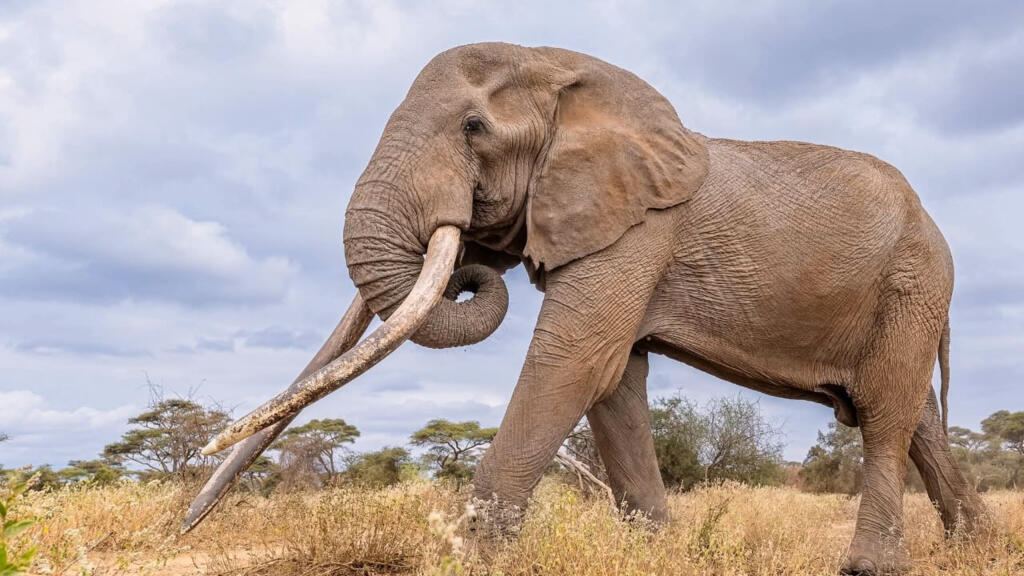 Kenya: mort de Craig, éléphant iconique aux défenses gigantesques