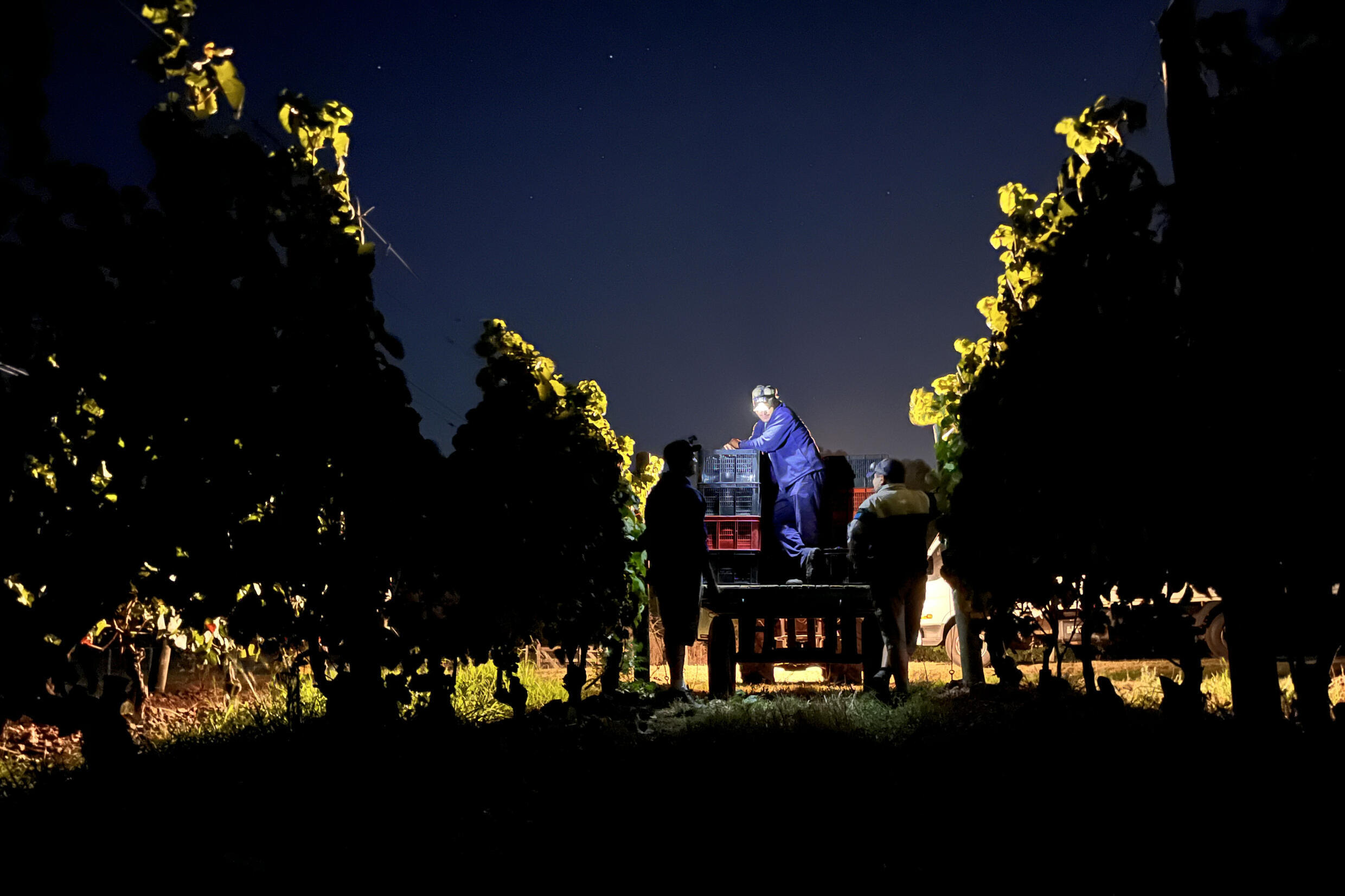 El vino Tannat contiene altos niveles de polifenoles, compuestos con propiedades antioxidantes que se cree mejoran la salud del cerebro y protegen contra las enfermedades del corazón