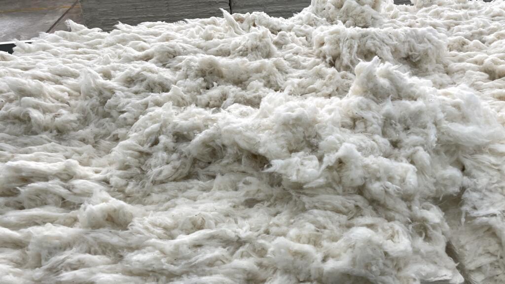 Les prix du coton toujours assommés par l'abondance brésilienne