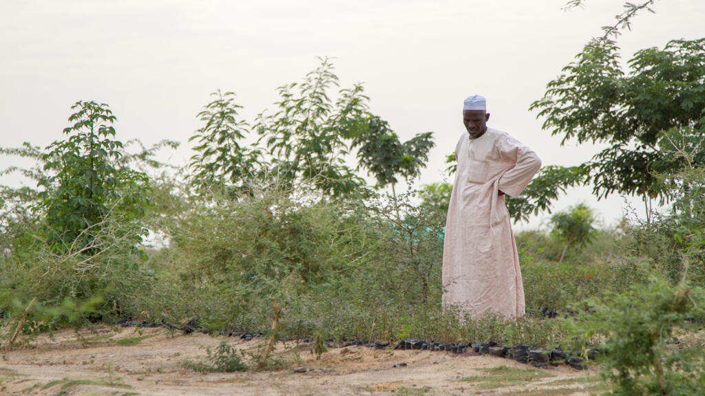 Dans une pépinière au Tchad.