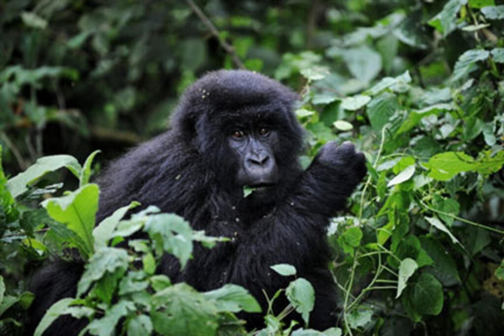 Le gorille des montagnes est l'une des espèces emblématiques du parc national des Virunga, en RDC.