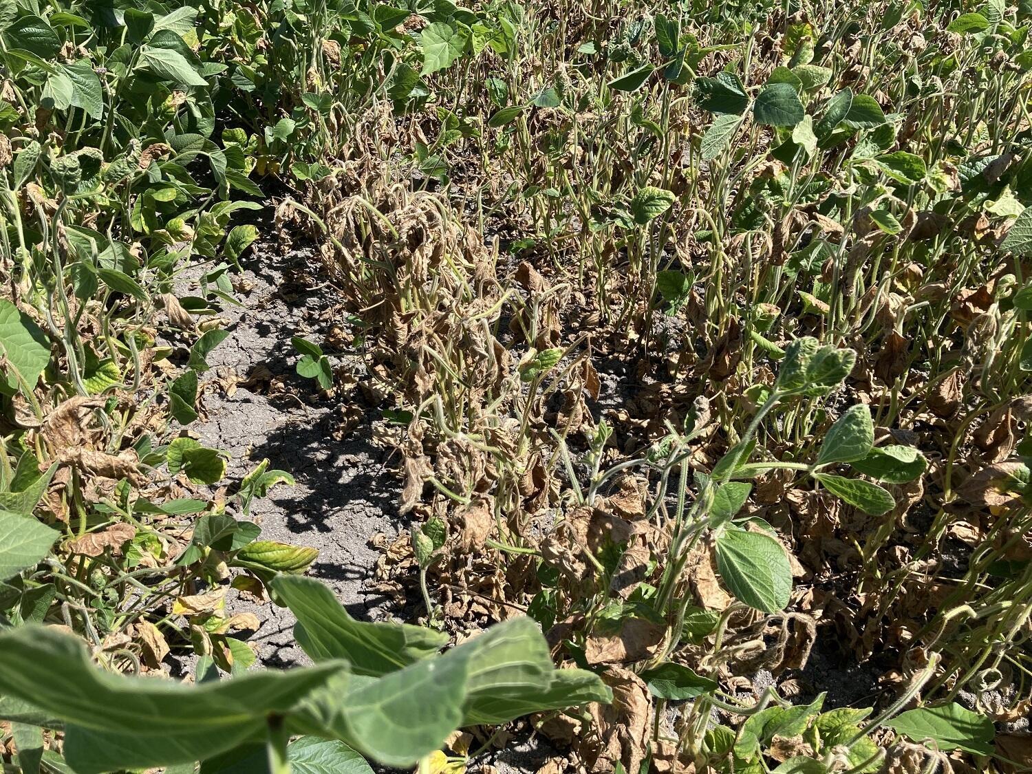 Alcuni agricoltori della pianura du po toivent arbitrer entre utiliser une eve drop salé o laser maurire de sof leurs plants de soja, le 13 juillet 2022.