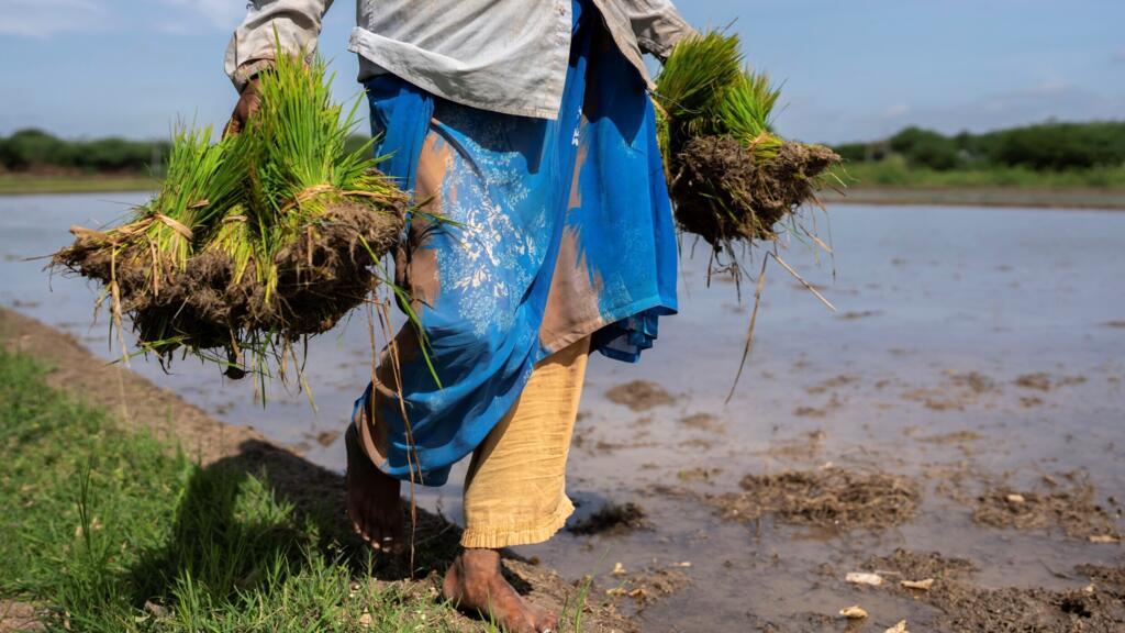 Les experts avertissent que la production de riz en Asie du Sud et du Sud-Est risque de souffrir de l'arrivée d'El Niño.