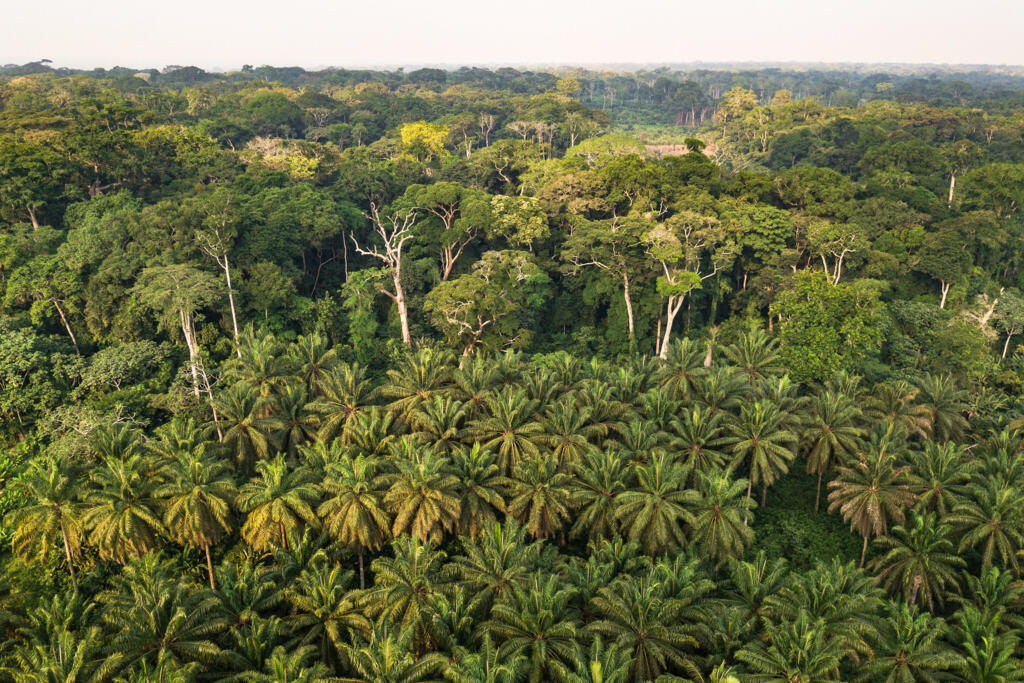 A rainforest of the Democratic Republic of Congo.