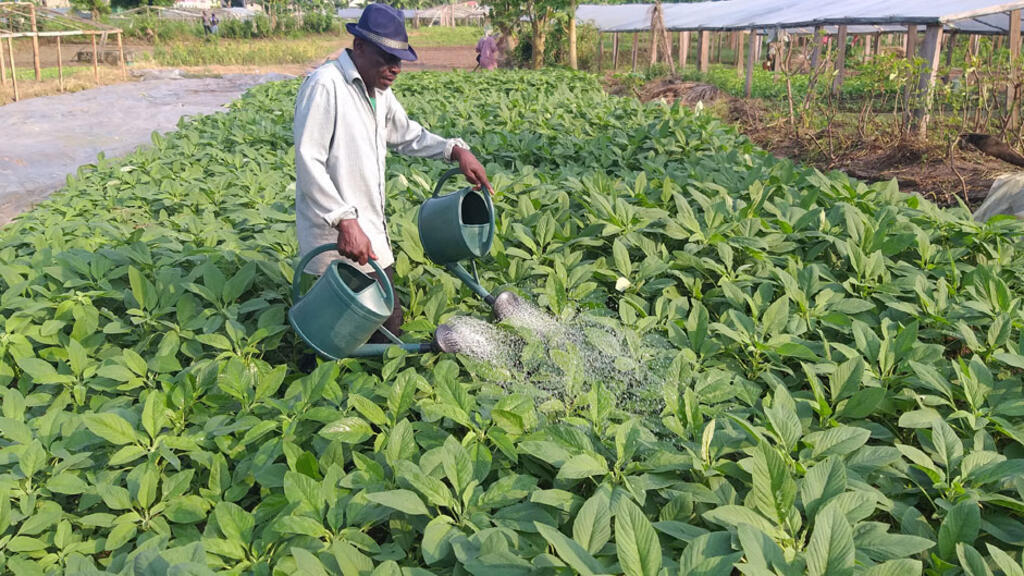 Alain Ekondzongo, président de la coopérative des maraichers et éleveurs du Gabon dans son site d'exploitation, le 19 février 2020.