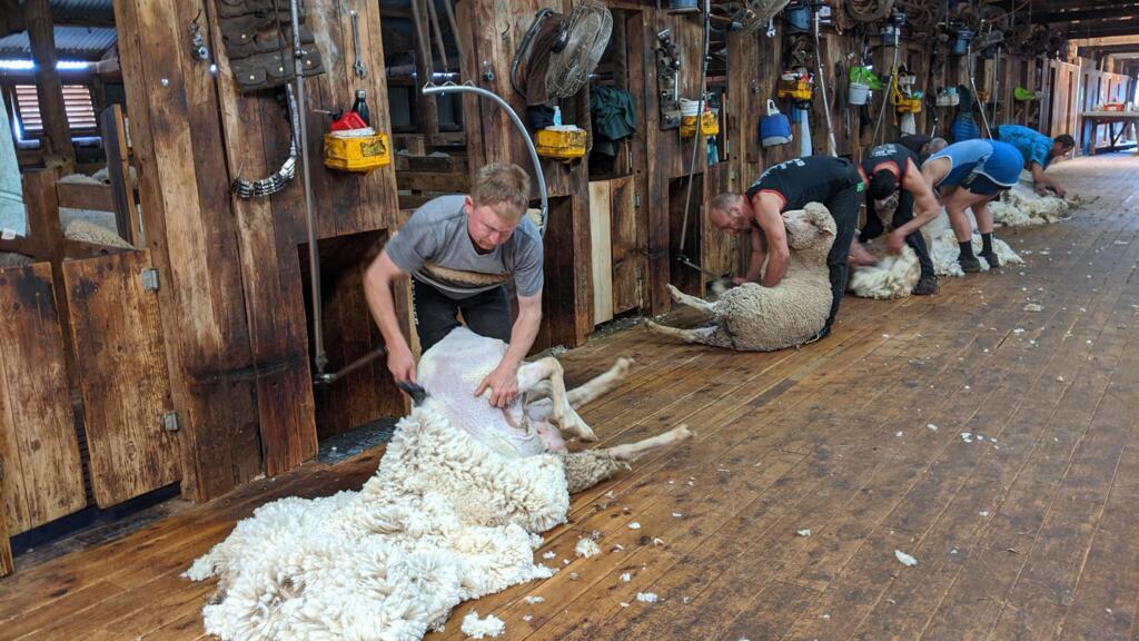 Short back and sides. Shearing in progress in the sheds at Tubbo Station.