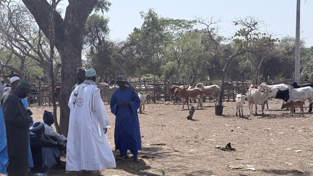 Dans le centre-nord de la Côte d’Ivoire, une illustration des défis de l'activité pastorale