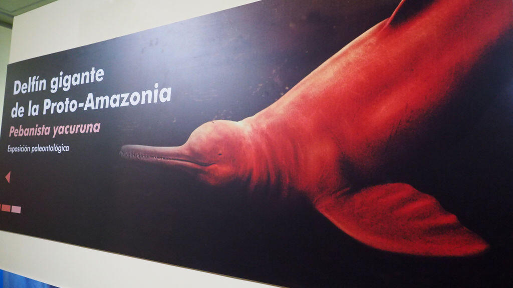 Bannière d'exposition du crâne du Pebanista Yacuruna, un Odontocetus de 3,5 mètres de long, le plus grand dauphin de l'histoire qui a habité l'Amazonie péruvienne il y a 16 millions d'années, et qui a été découvert en 2018 dans le fleuve Napo, lors d'une expédition parrainée par la National Geographic Society. Le fossile est désormais exposé au musée d'histoire naturelle de Lima.