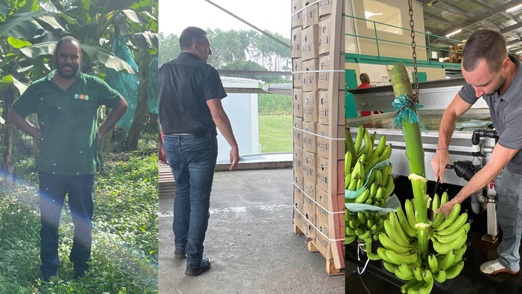 Ralph Renciot, gérant de l’exploitation Bioban ; Sébastien Thafournel dans un centre d'empotage de Charpentier, en Martinique ; Christopher Lignières, producteur de bananes à Baillif, en Guadeloupe.