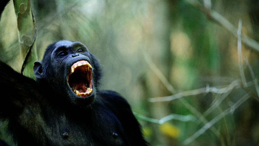 Un chimpanzé.