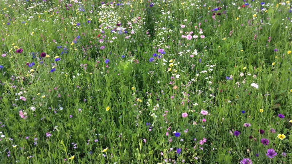 Champ de fleurs.