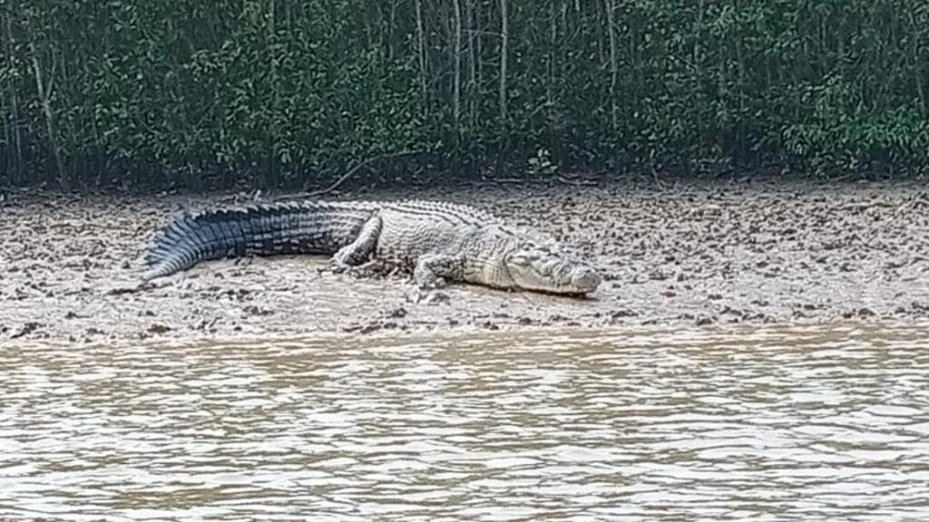 One of the sanctuary's crocodiles.