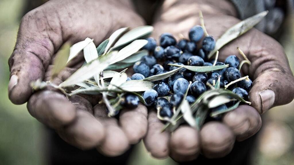 Olives et mains.