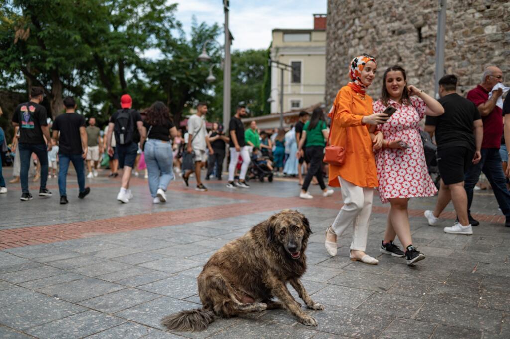A stray dog sits under the Galata Tower in Istanbul on 23 August 2022.