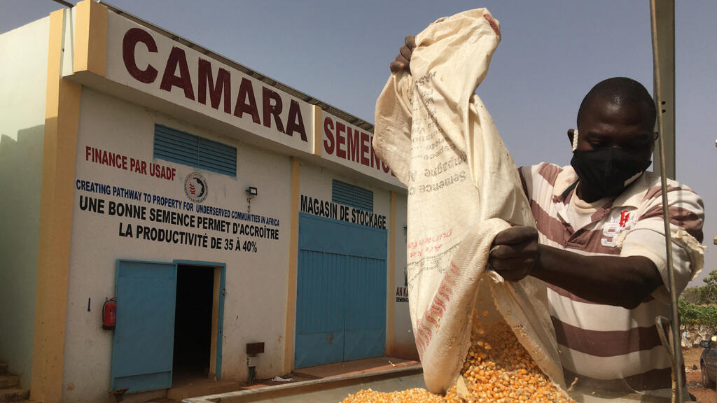 Camara Semences, entreprise située à Kassela (40 km de Bamako), produit et vend des semences améliorées certifiées
