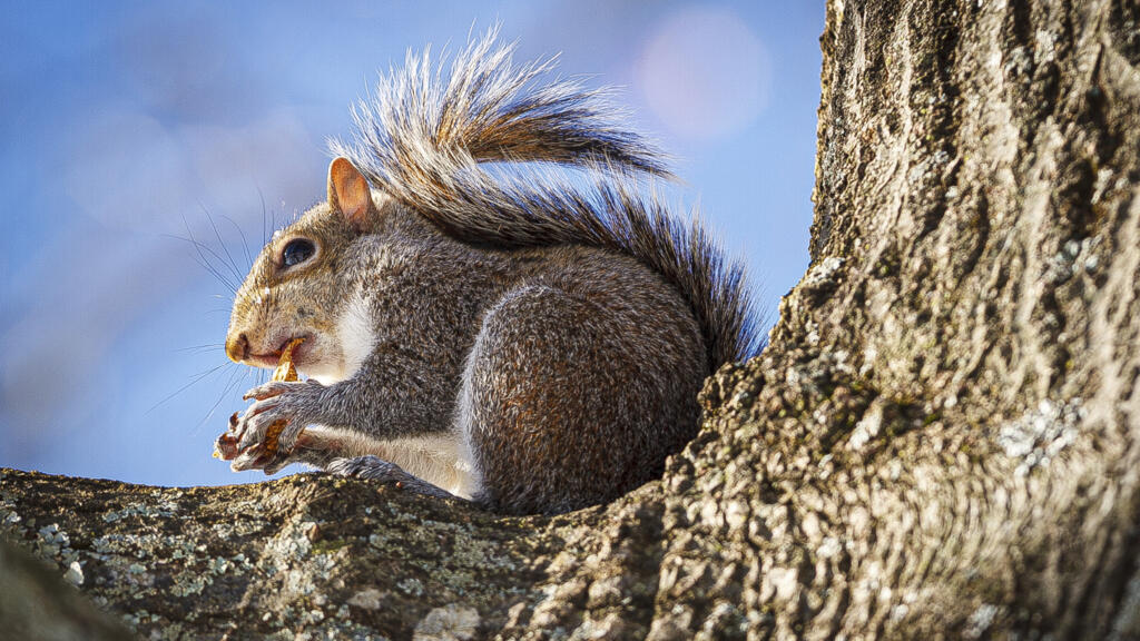Un écureuil gris de l'Est trouve de la nourriture au parc Wilson, le mercredi 17 janvier 2024, dans le centre-ville de Florence, en Alabama. Il la stockera pour faire des réserves...