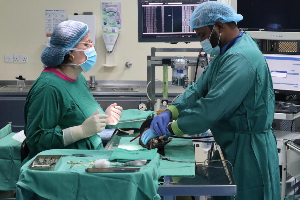 L‘hôpital des faucons d‘Abu Dhabi est le plus grand au monde. Des milliers d‘oiseaux y sont soignés tous les ans. Un traitement prestigieux leur est d‘ailleurs réservé.