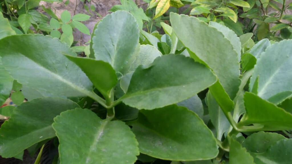 Afama/Herbe mal-tête