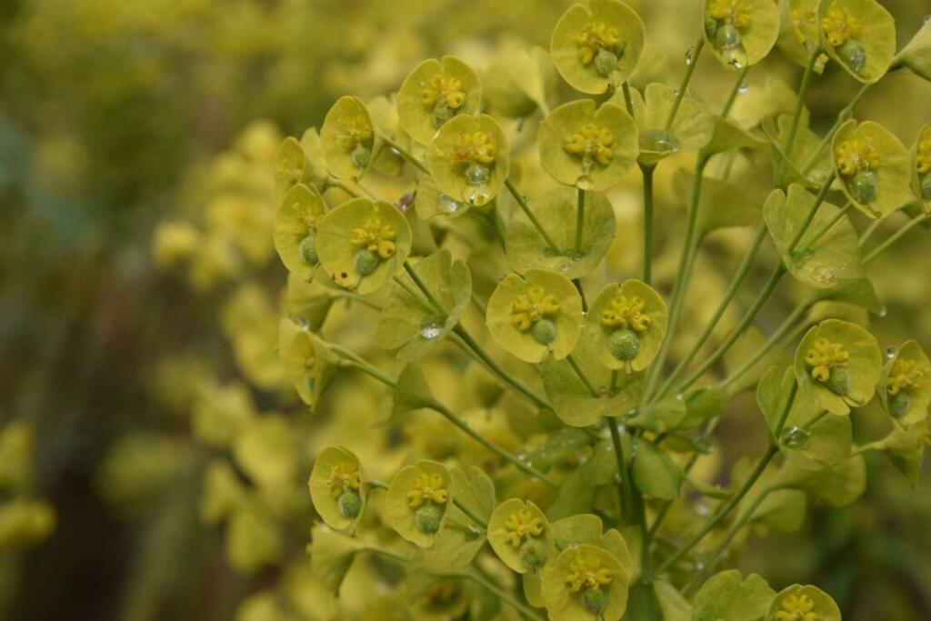 Euphorbia characias, parterre vert - Elena Secondo