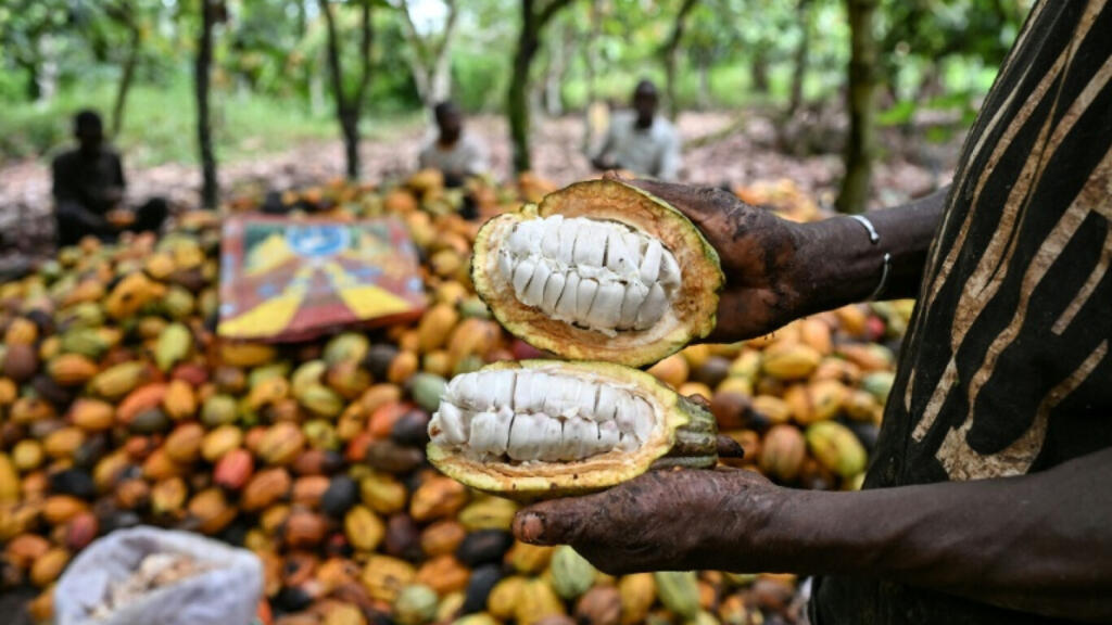 Côte d'Ivoire: deux leaders de la filière cacao accusés de diffamation et de calomnie incarcérés