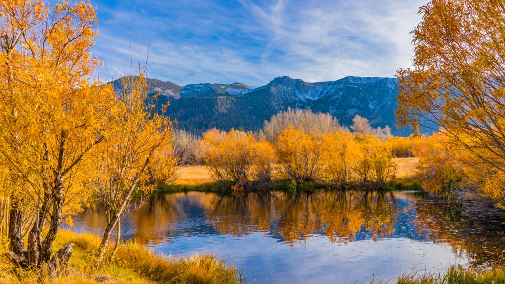 Une photo de peupliers faux-tremble,dans la Sierra Nevada, en Californie (photo d'illustration).