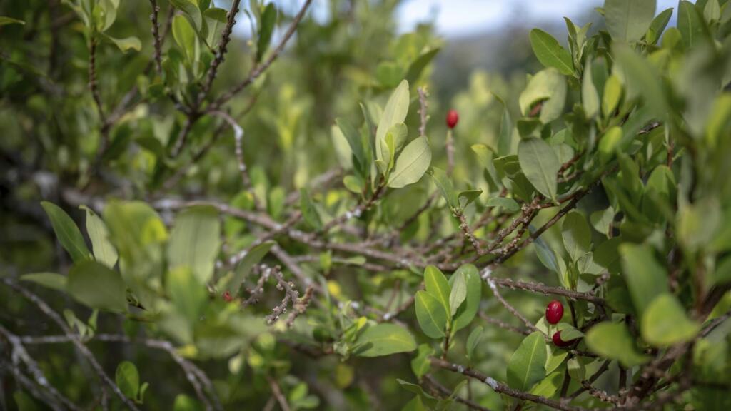 La Colombie reprend la pulvérisation de l'herbicide glyphosate pour lutter contre les champs de coca