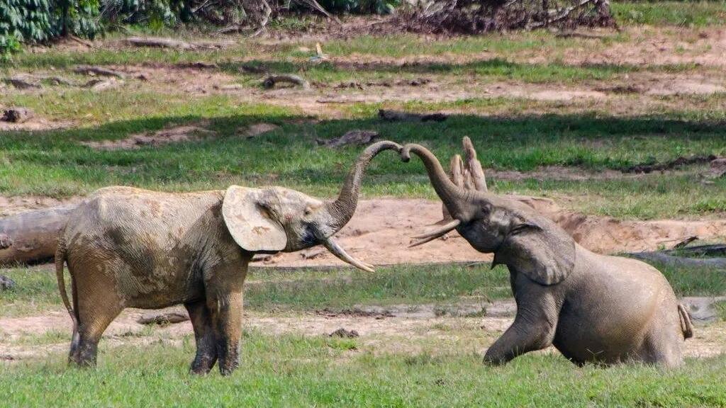 Centrafrique: dans le parc Dzanga Sangh, l'harmonie entre l'homme, les animaux et la nature