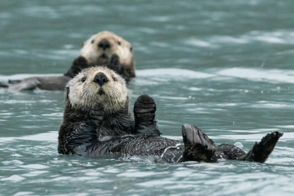 Loutres de mer en Alaska.