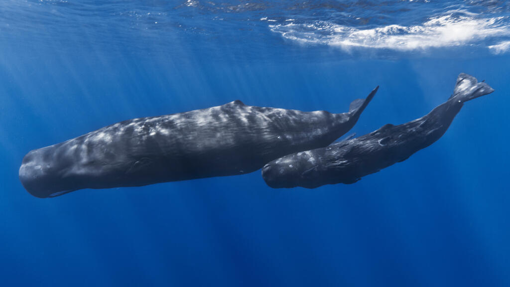 Une maman cachalot et son petit dans les eaux au large de l'île Maurice.