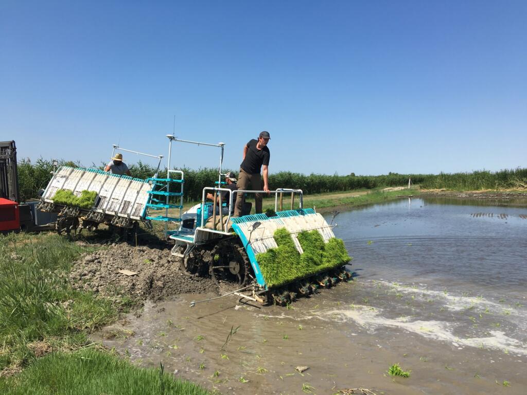 Dans les rizières de Camargue, une machine achetée à en Chine pour repiquer le riz mécaniquement.