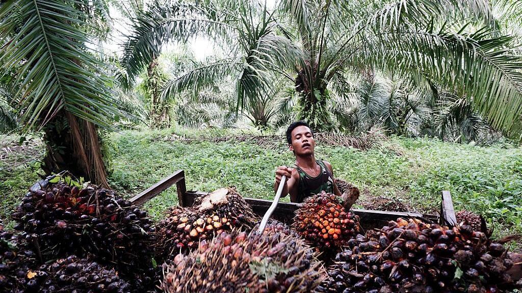 La culture d'huile de palme à Kuwala, dans le nord de l'île indonésienne de Sumatra.