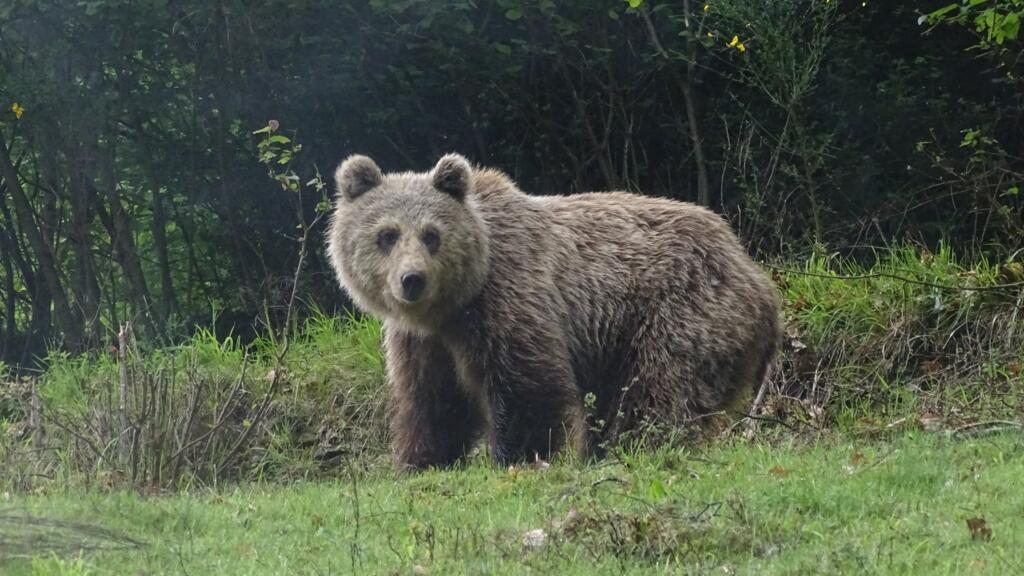 M129, deux ans et demi, photographié le 21 mai à Auzat, dans le Parc naturel des Pyrénées ariégeoises.