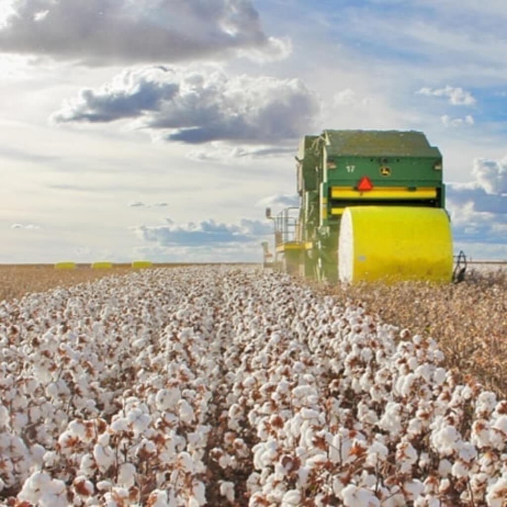 Brasil é o maior exportador mundial de algodão, fibra natural privilegiada na moda ecorresponsável.