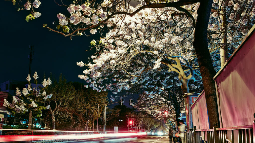 Le Paulownia est une importante espèce d'arbre à croissance rapide, largement répandue et appréciée par les populations.