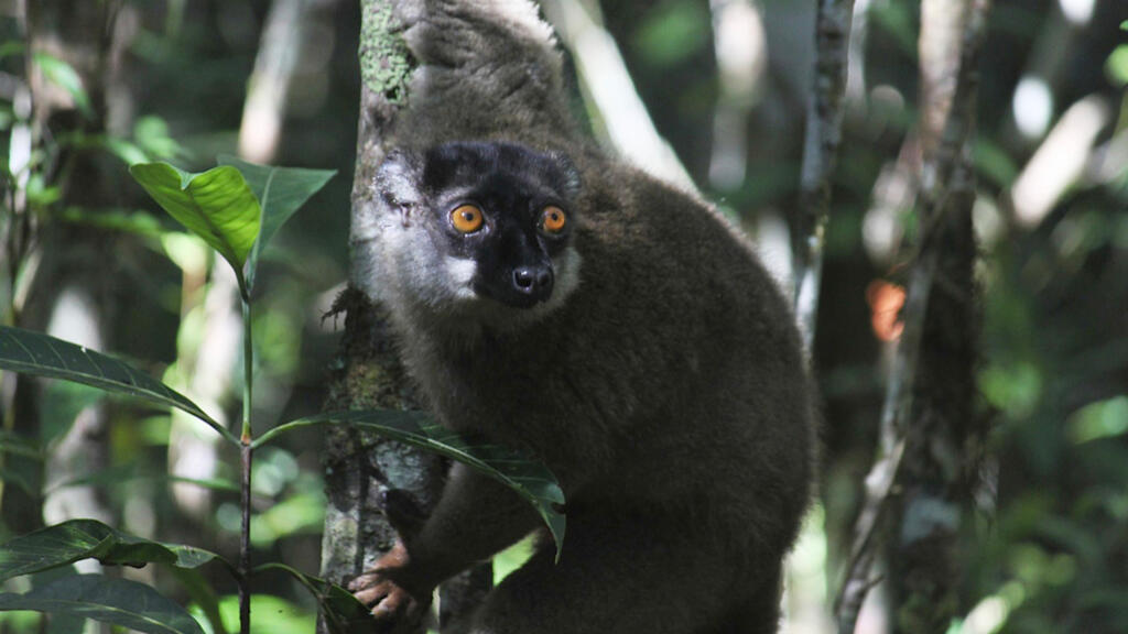 Un lémurien dans le parc national d'Andasibe-Mantadia à Andasibe, Madagascar.