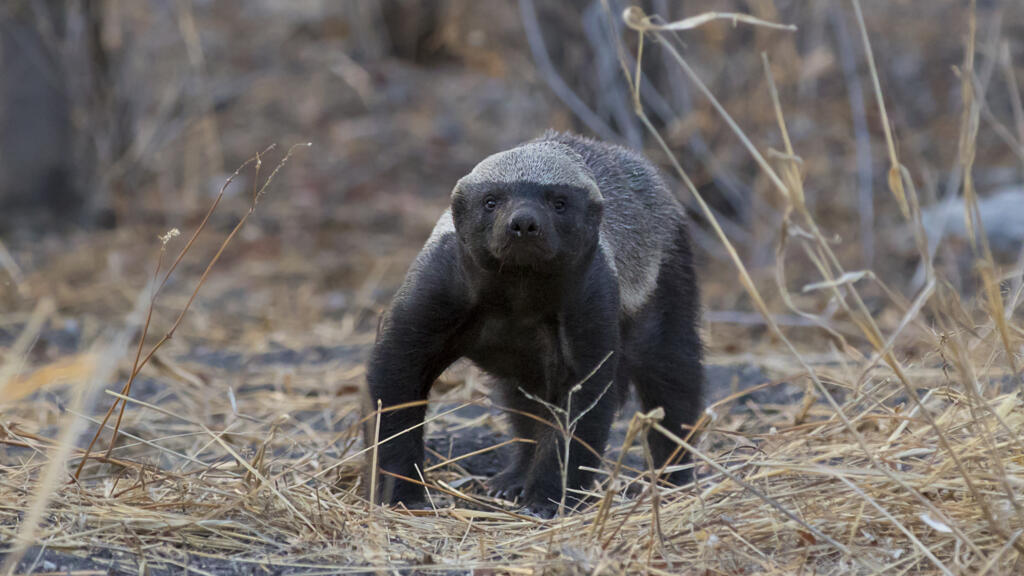 Le ratel, petit mais féroce