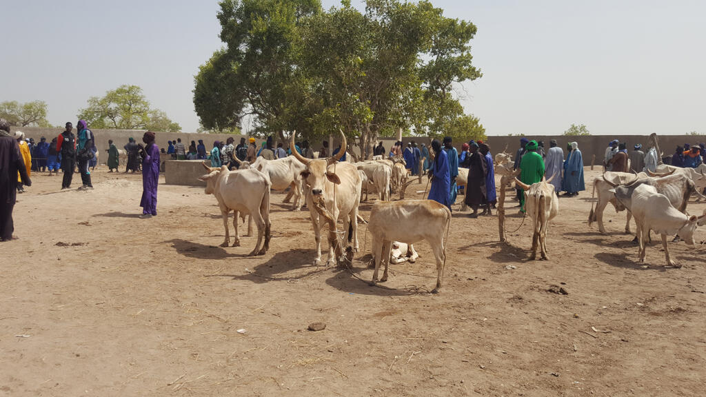 Une vue du marché de bétail de Altou Fass.