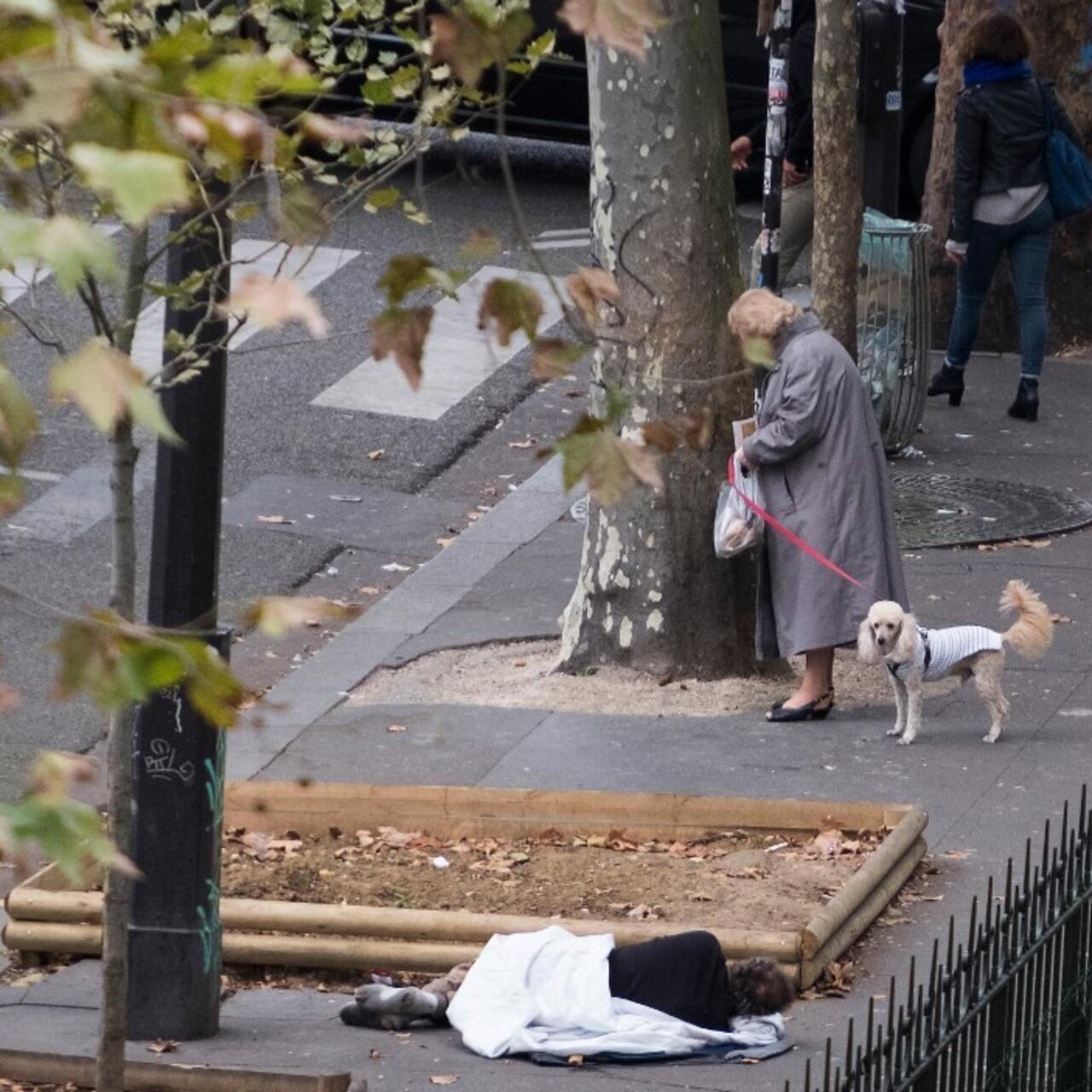 Do Dogs Need A Passport For France